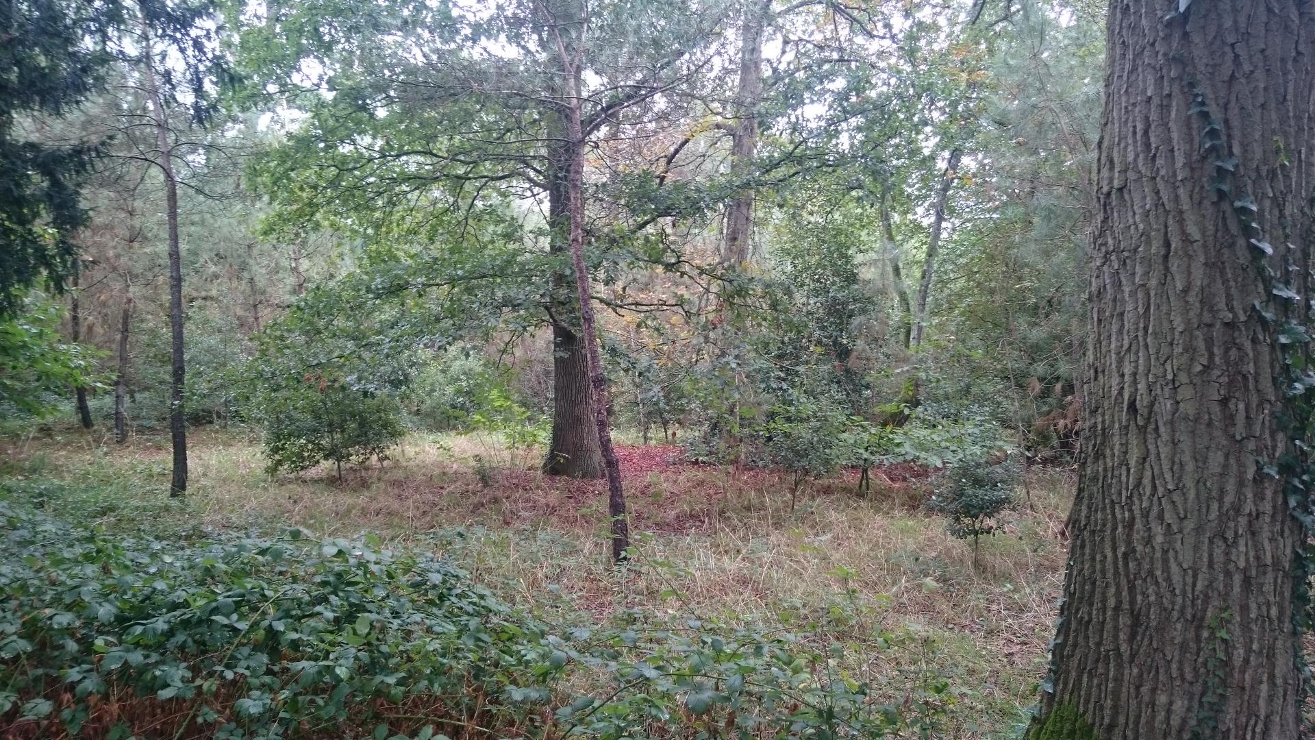 Photographie d'un espace de jardin 